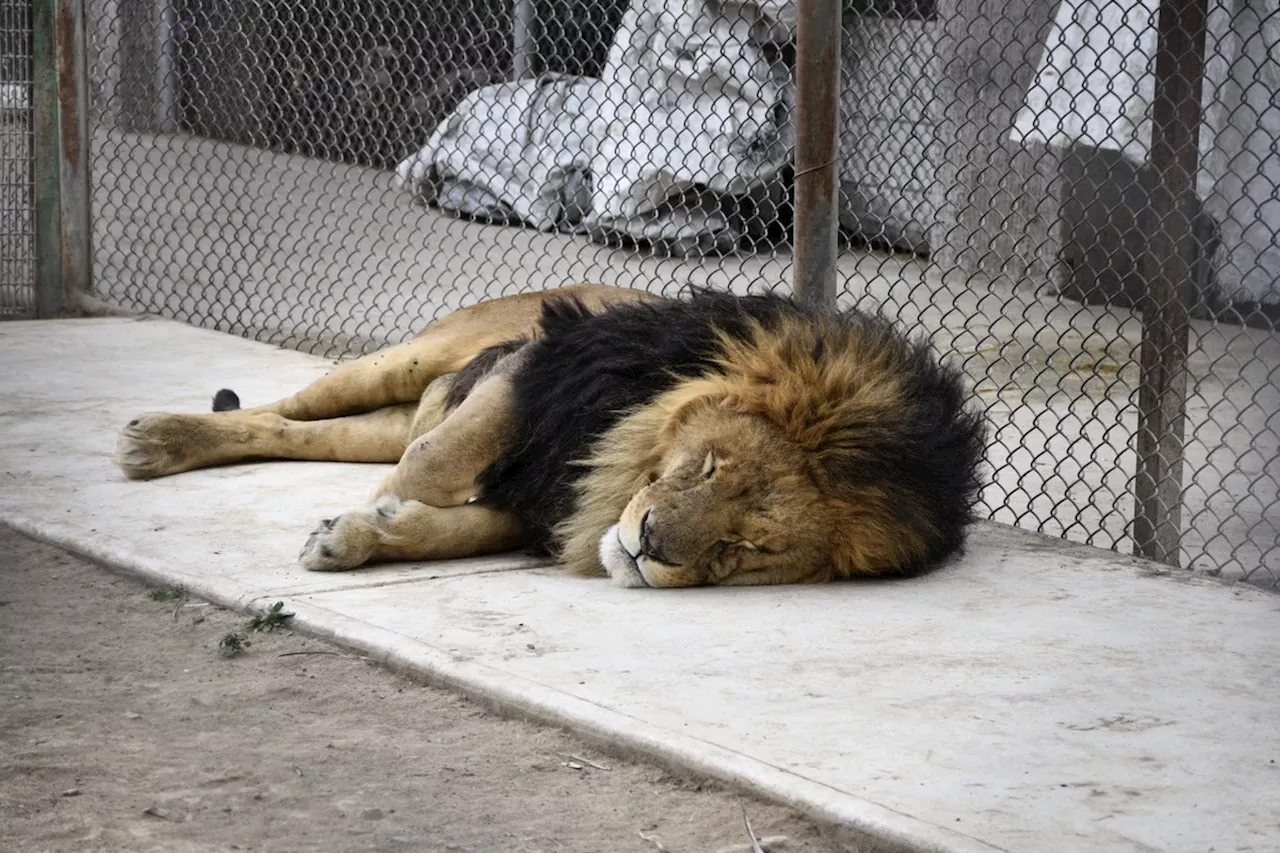 Profepa Presenta Denuncia Penal Por Posesión Ilegal de Animales Exóticos