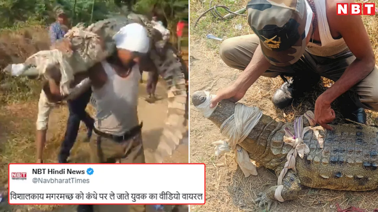 Video: आटे की बोरी की तरह जिंदा मगरमच्छ को कंधे पर लाद ले गया शख्स, बंदे की हिम्मत देख वाह-वाह करने लगे लोग