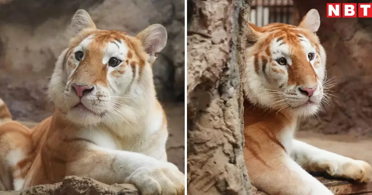 Viral Tigress: सुनहरा रंग, प्यारा सा चेहरा... ये है दुनिया की सबसे खूबसूरत बाघिन, बन चुकी है थाईलैंड के चिड़ियाघर की नई स्टार