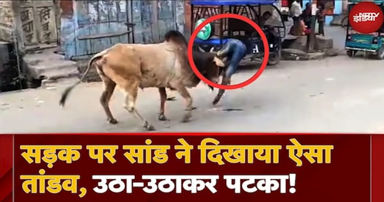 Shahjahanpur Bull Attack: सड़क पर सांड का तांडव, उठा-उठाकर पटका । Viral Video । UP Viral News