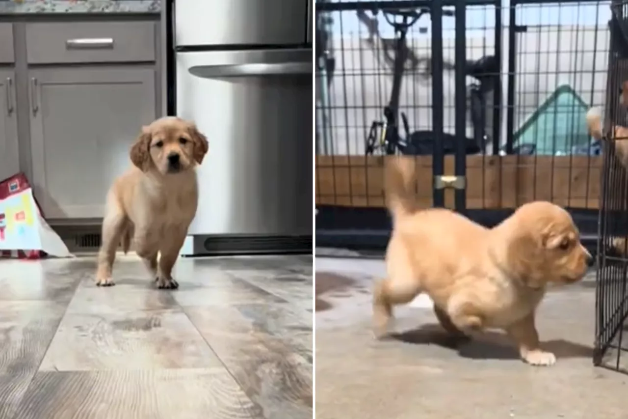 Golden Retriever Pup Born With Missing Paw—Refuses To Let It Hold Her Back