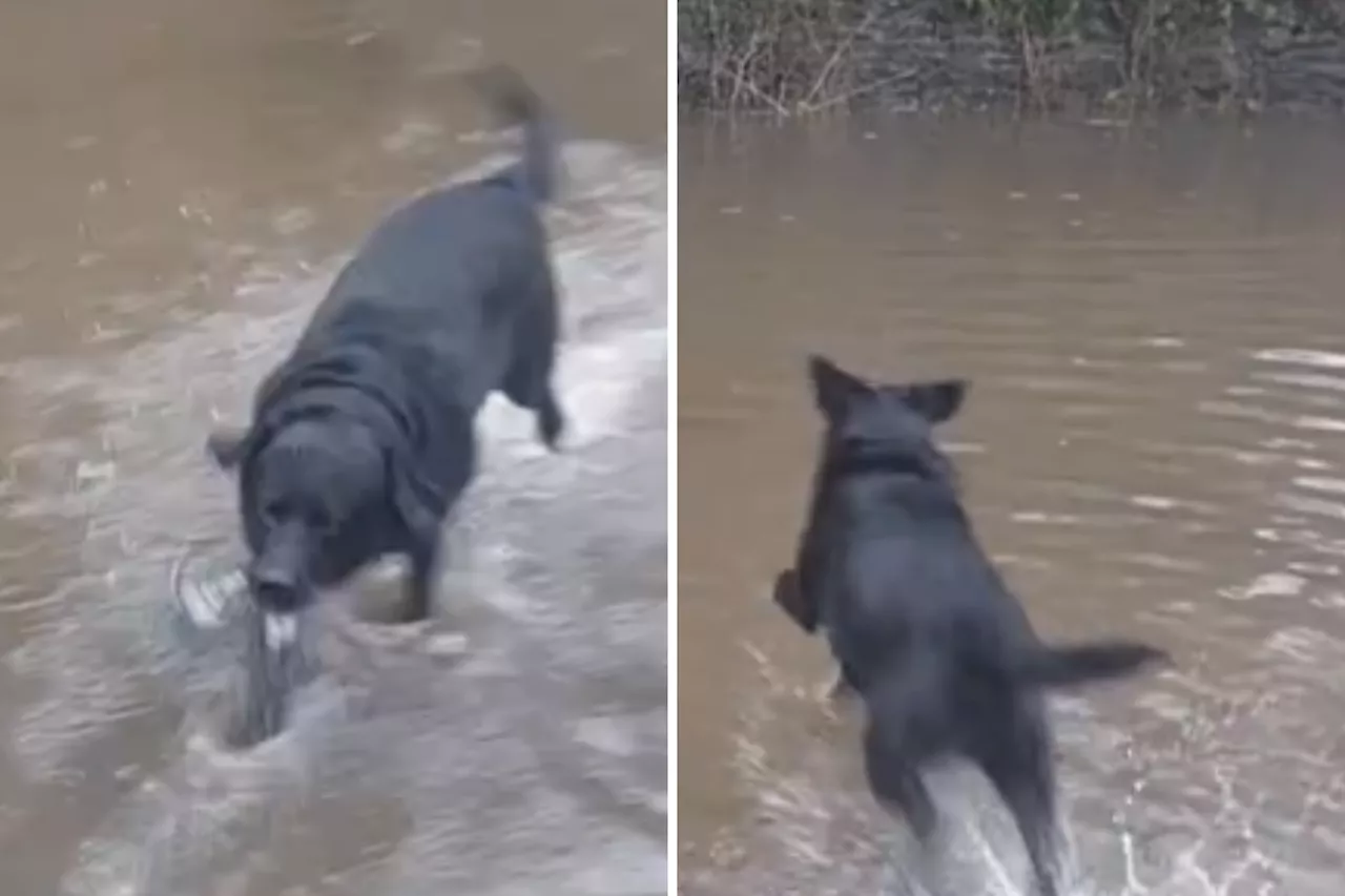 Owner Lets Labrador Outside After Storm — Reaction Melts Hearts