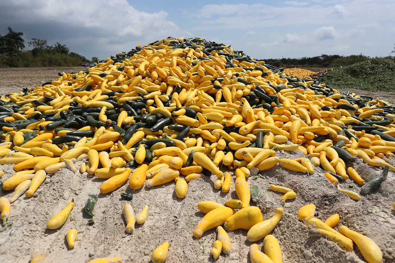 Squash Recall Issued for Four States as FDA Sets Risk Level