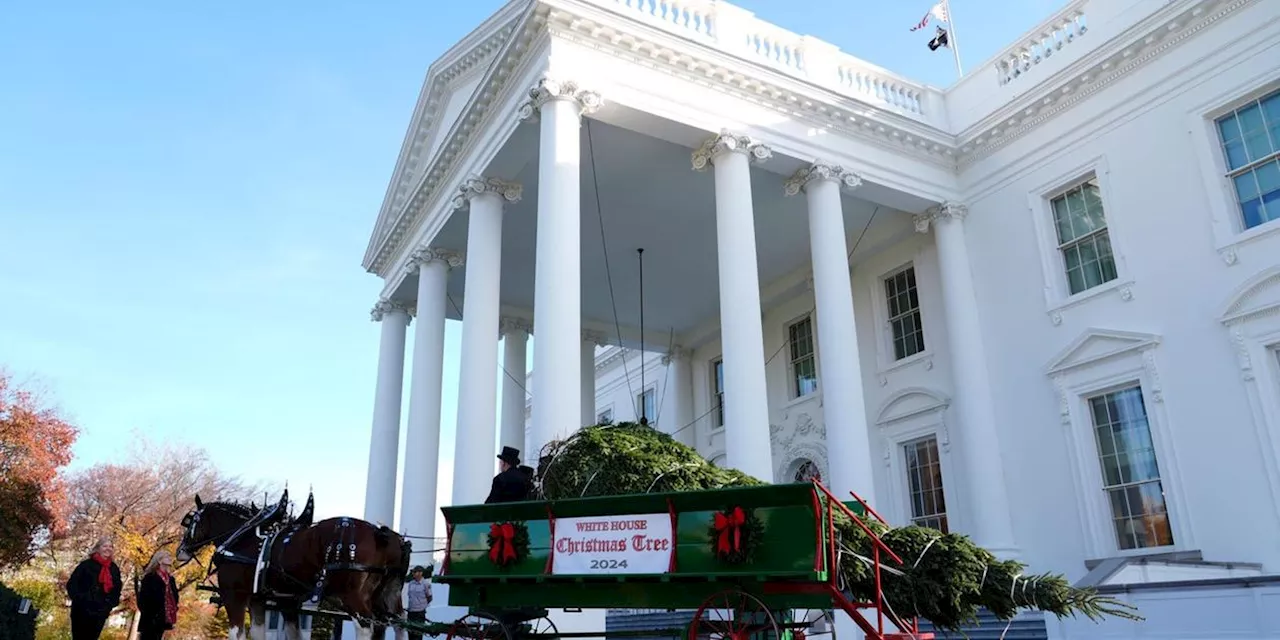 First Lady nimmt Weihnachtsbaum f&uuml;r Wei&szlig;es Haus in Empfang