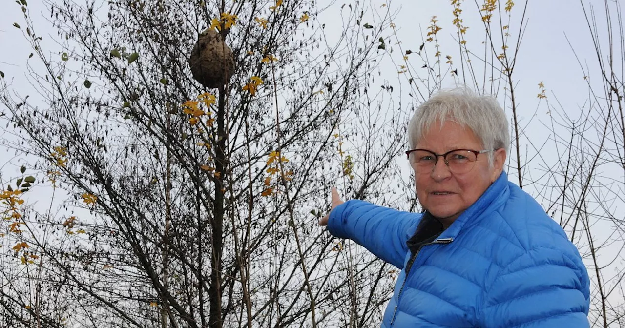 Großes Nest der Asiatischen Hornisse im Kreis Gütersloh entdeckt