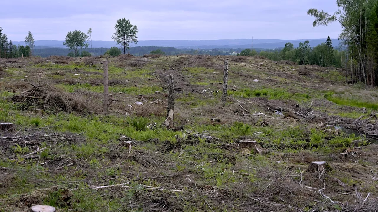 Biobränsle från skogen – ett självbedrägeri