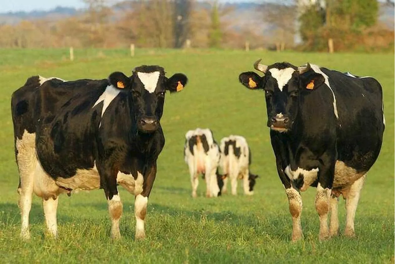 Cette pilule miraculeuse pourrait rendre les rots des vaches moins polluants - Edition du soir Ouest-France -