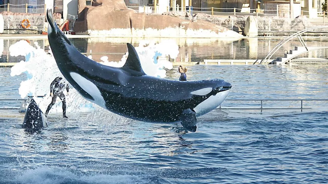 Orques du Marineland d’Antibes : le gouvernement s’oppose au transfert des animaux vers le Japon