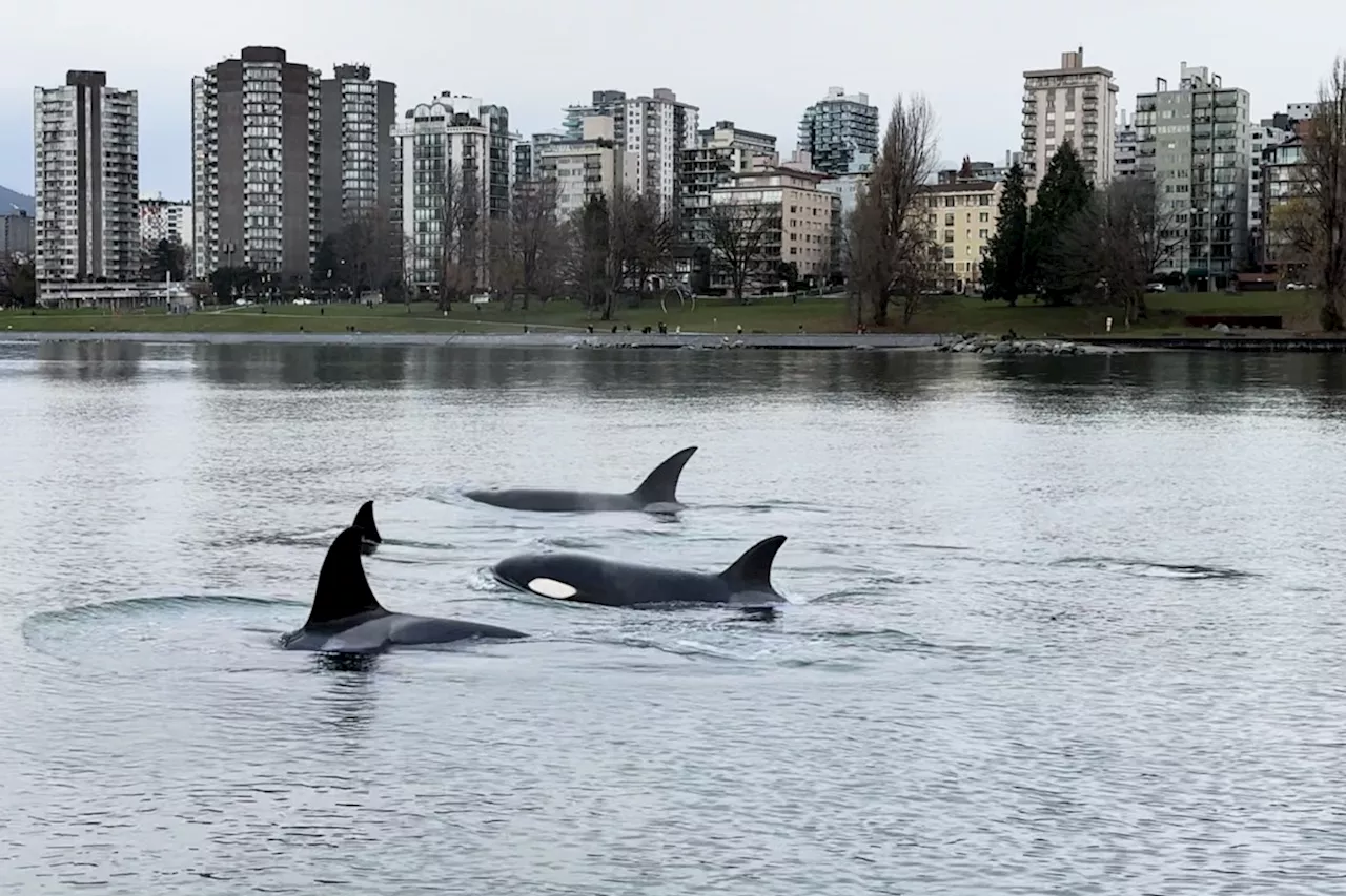 ‘One in a million’: Pod of orcas glide through Vancouver’s False Creek