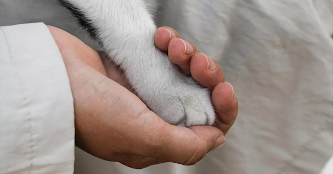 11 Pet Farewell Services In Malaysia To Give Your Furry Friend A Peaceful Goodbye