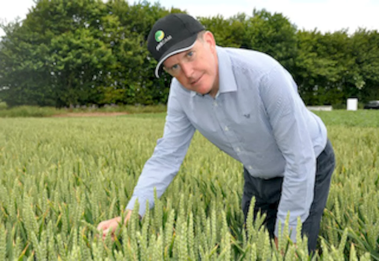 Agronomist offers tips after winter wheat drilling delays