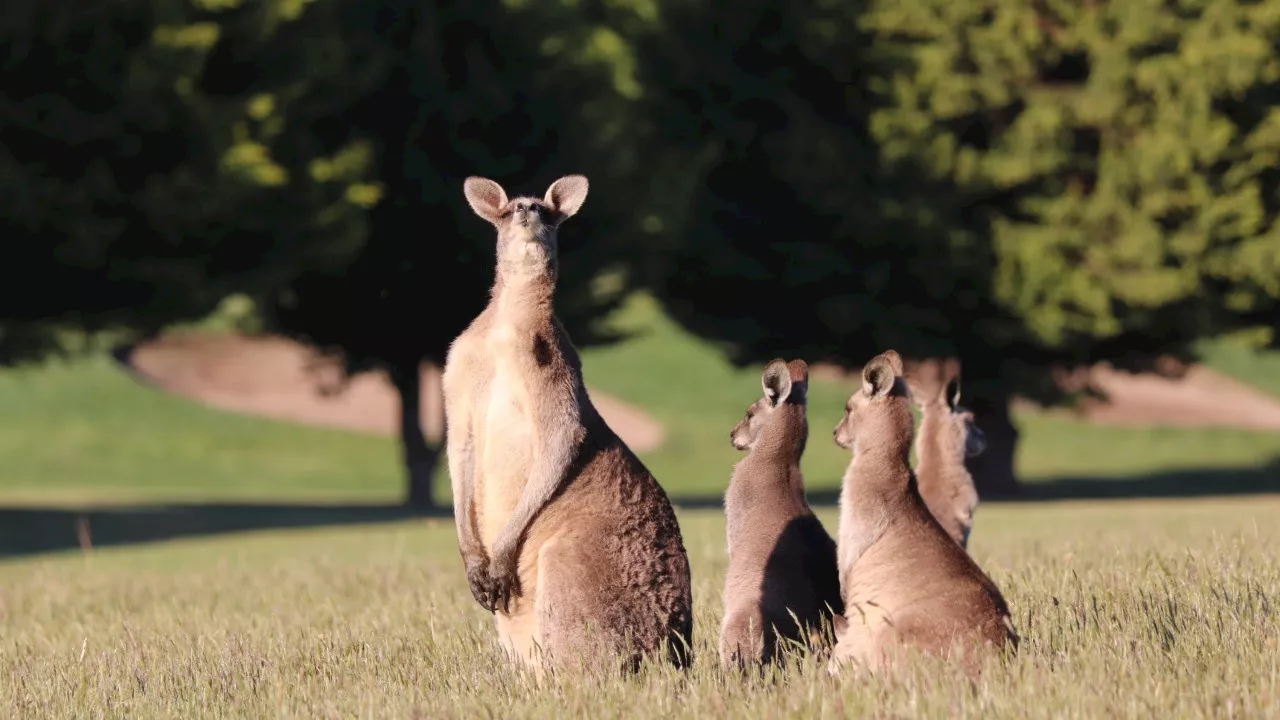 Man charged over alleged mutilation of famous Aussie animal