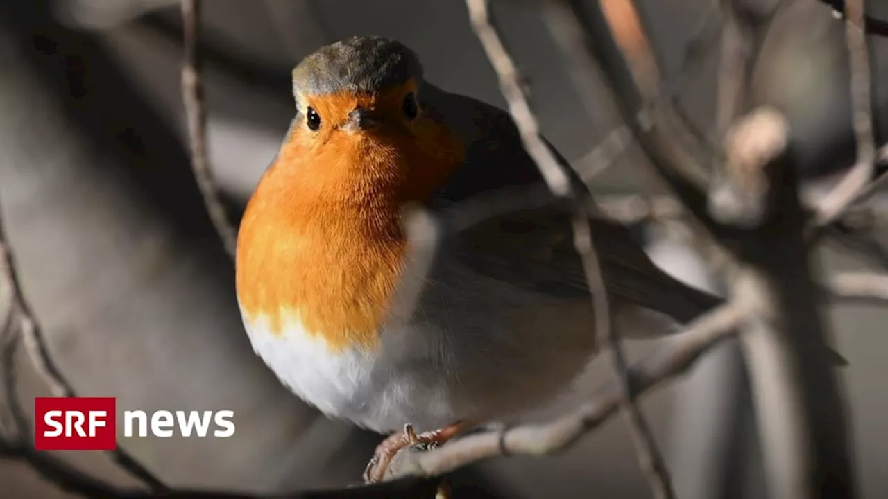 Die Schweiz kürt das Rotkehlchen zum Vogel des Jahres 2025