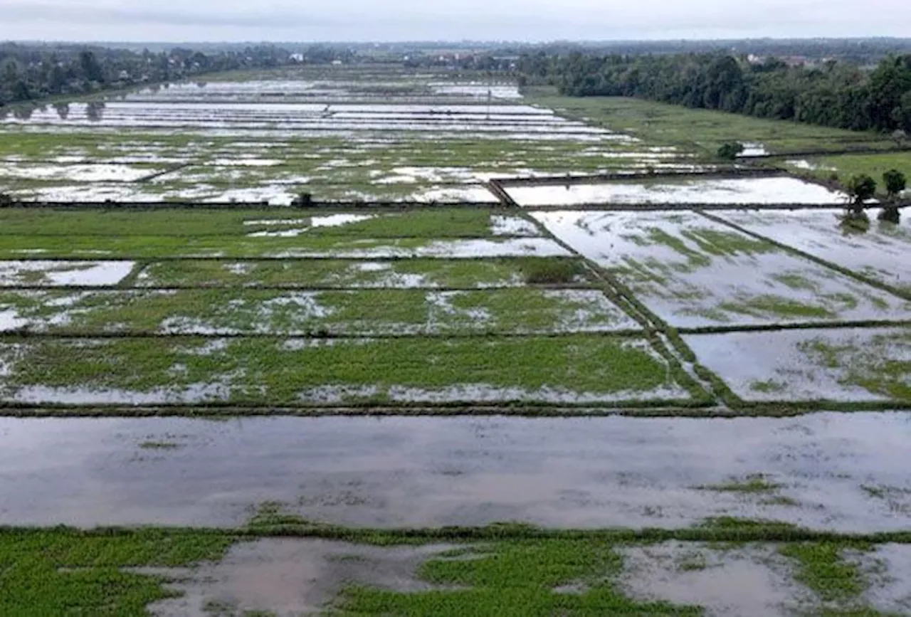 Northeast Monsoon Flooding Causes Nearly RM1 Million Loss for Padi Farmers