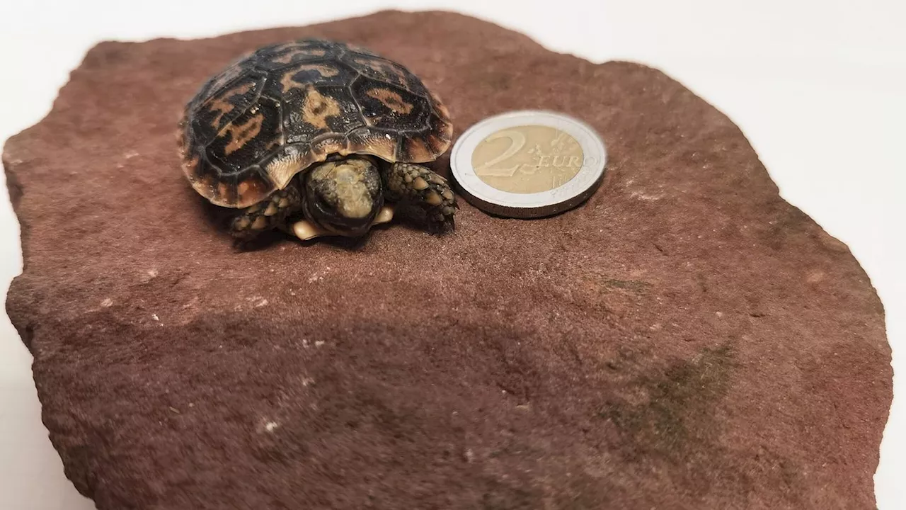 Vom Aussterben bedroht: Mini-Schildkröte im Magdeburger Zoo geschlüpft