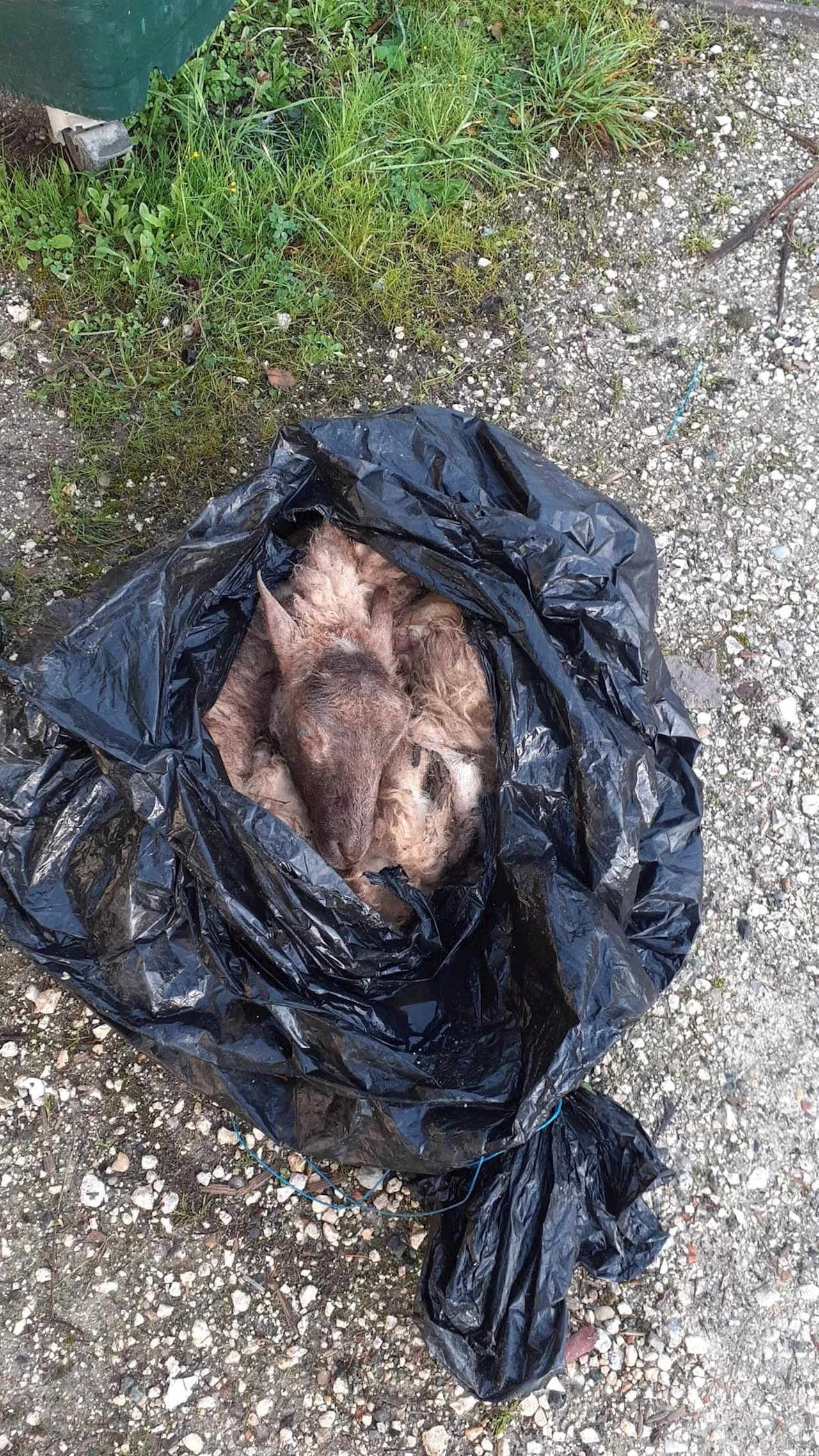 « C’est déplorable » : des cadavres de moutons déposés devant un bâtiment municipal en Dordogne