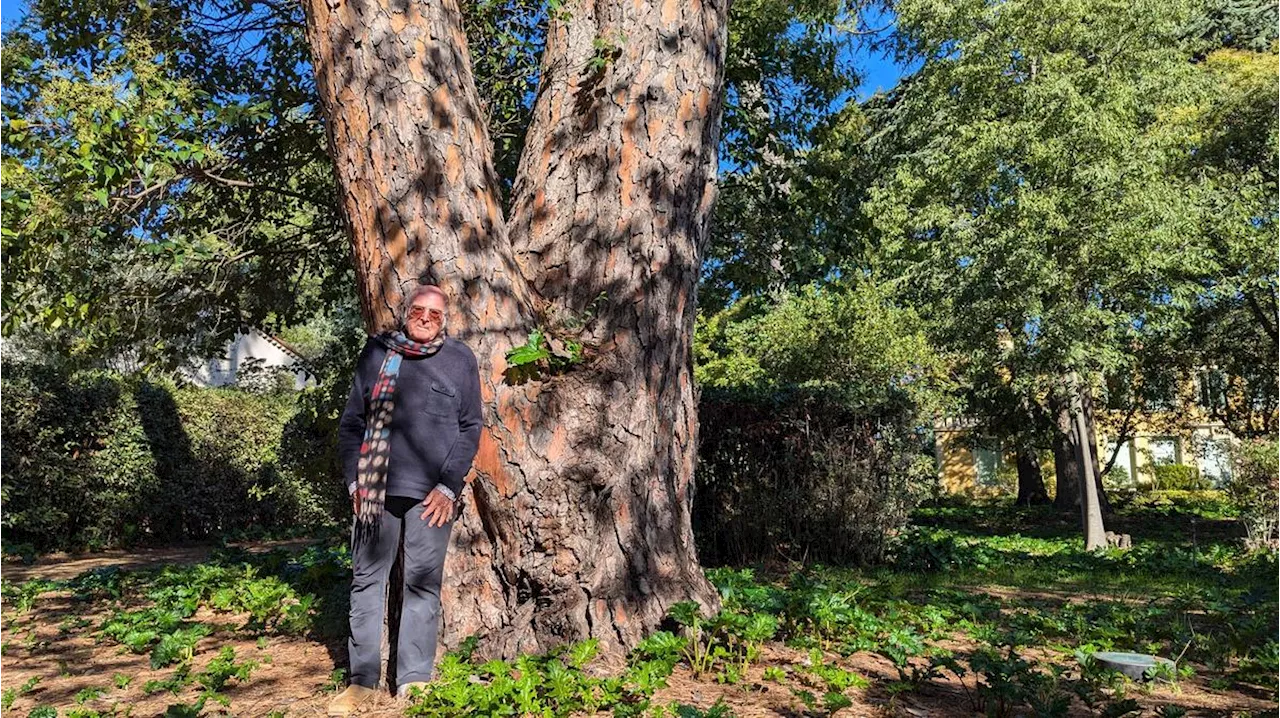 « Les forêts abritent bien plus de biodiversité que les océans », entretien avec le botaniste Francis Hallé