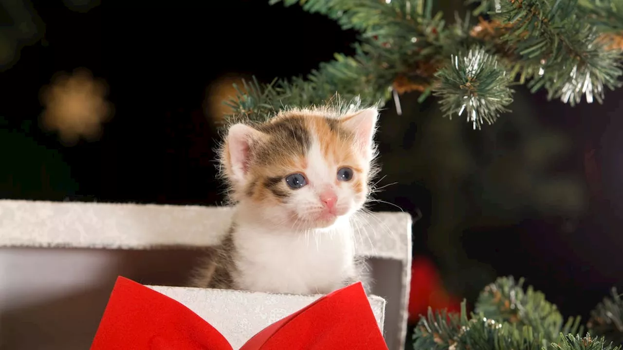 Tierschützer schlagen Alarm: Haustiere sollen nicht zu Weihnachten verschenkt werden