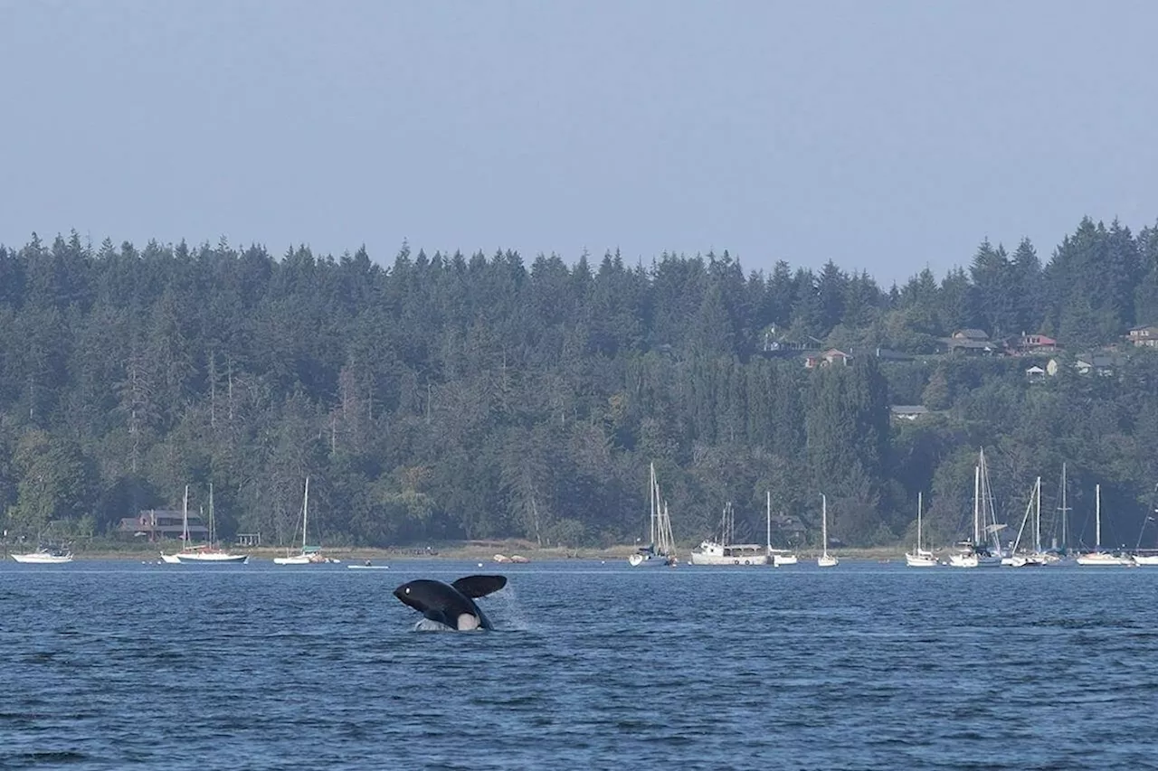 Killer Whales Make Rare Downtown Vancouver Appearance