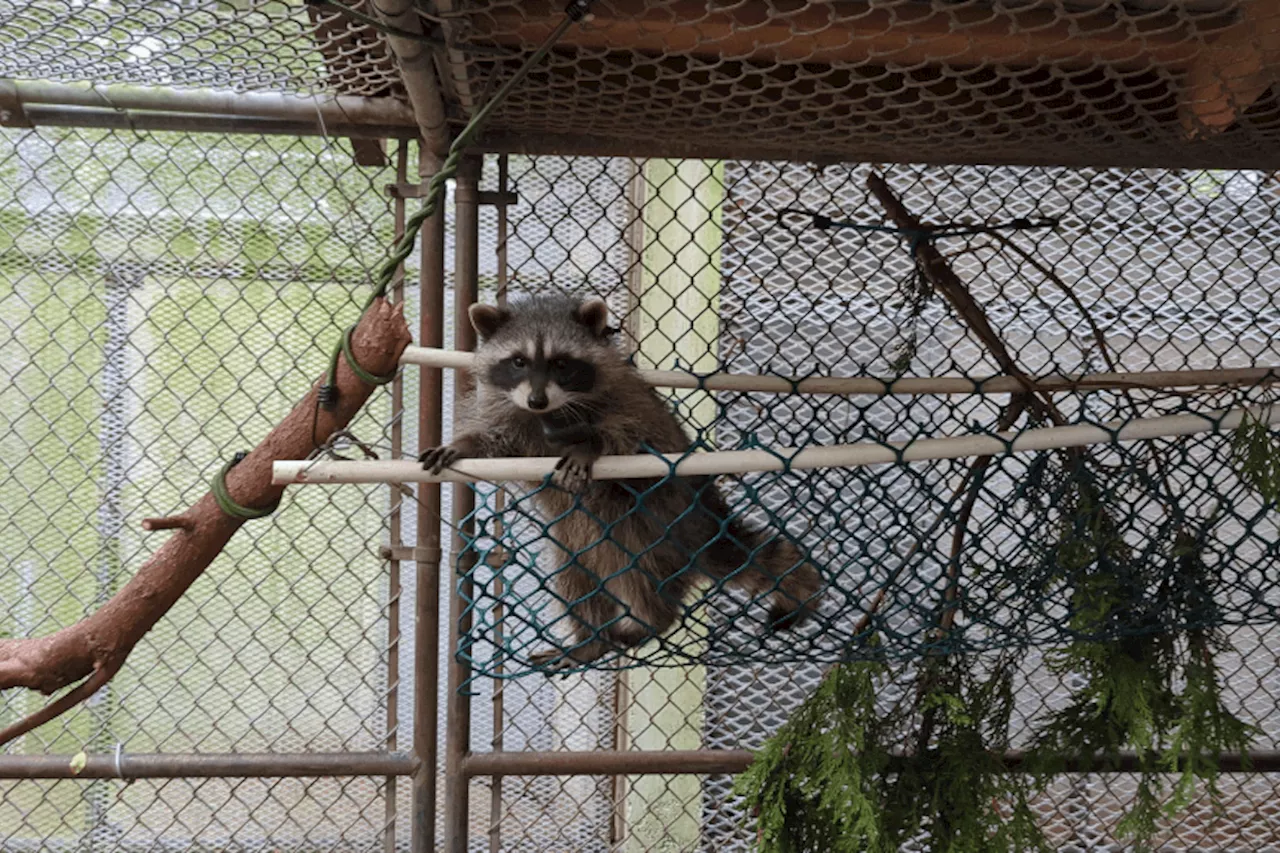 VIDEO: Fate of B.C.'s orphaned rehab raccoons to be revealed by study