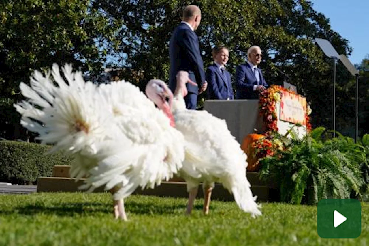 BIden grazia i tacchini Peach e Blossom prima del giorno del Ringraziamento