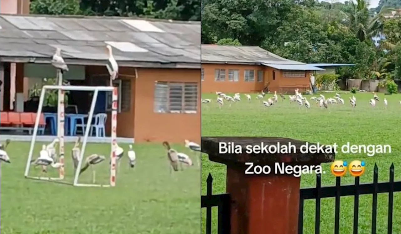 “Bila Sekolah Dekat Dengan Zoo Negara” – Kelibat Bangau ‘Lepak’ Di Padang Bola Bikin Ramai Terhibur