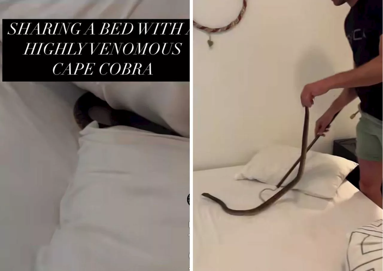 Yikes! Cape Cobra found in boy’s bed [video]