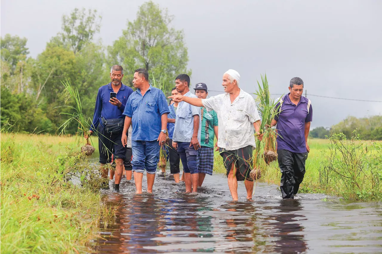 Farmers Suffer Losses of Nearly RM1 Million Due to Floods in Rantau Panjang