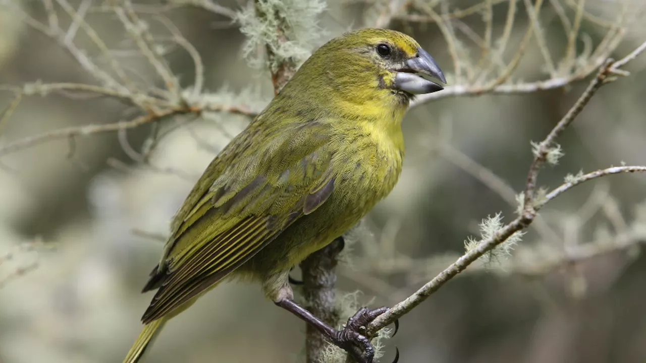 Artenschutz: Winzige Wespe könnte seltenen Vogel auf Nightingale-Insel retten