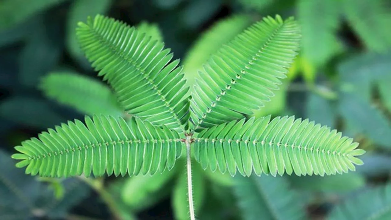 ಬ್ಲಡ್‌ ಶುಗರ್‌ ಎಷ್ಟೇ ಹೈ ಇದ್ದರೂ ದಿಢೀರ್‌ ಅಂತ ನಾರ್ಮಲ್‌ಗೊಳಿಸುತ್ತೆ ಈ ಸೊಪ್ಪು: ಕಿಡ್ನಿ ಸ್ಟೋನ್‌, ಬೊಜ್ಜು ಕರಗಿಸಲು ಸಹ ಇದು ರಾಮಬಾಣವಿದ್ದಂತೆ