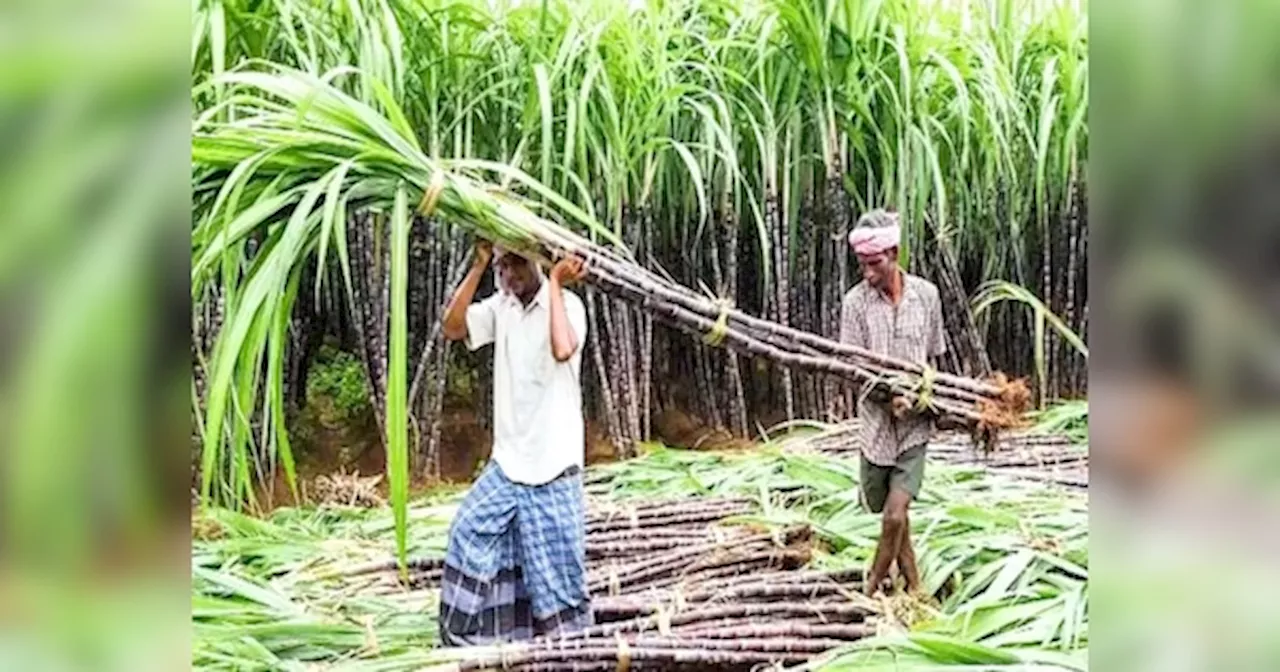 Bihar Farmer: गन्ना किसानों को बिहार सरकार का बड़ा तोहफा, सभी वैरायटी पर 10 रुपए प्रति क्विंटल की बढ़ोतरी