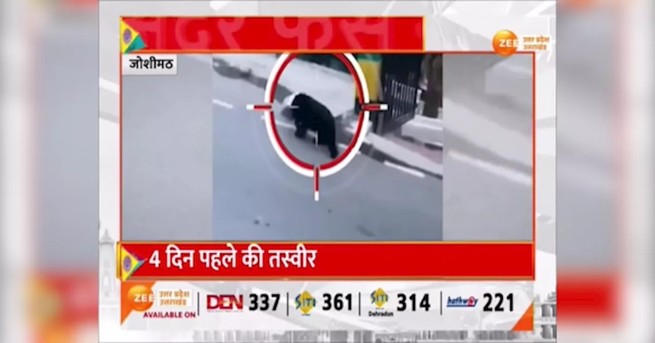 Video: खाना ढूंढने निकले भालू का कनस्तर में फंसा सर, 4 घंटे बाद ऐसे हुआ रेस्क्यू