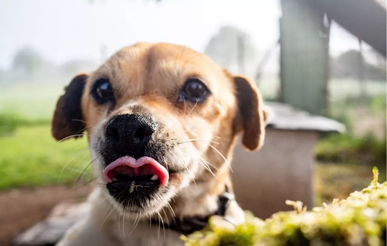 Le Chien Amalka Cause la Fermeture des Pistes à Roissy-Charles de Gaulle