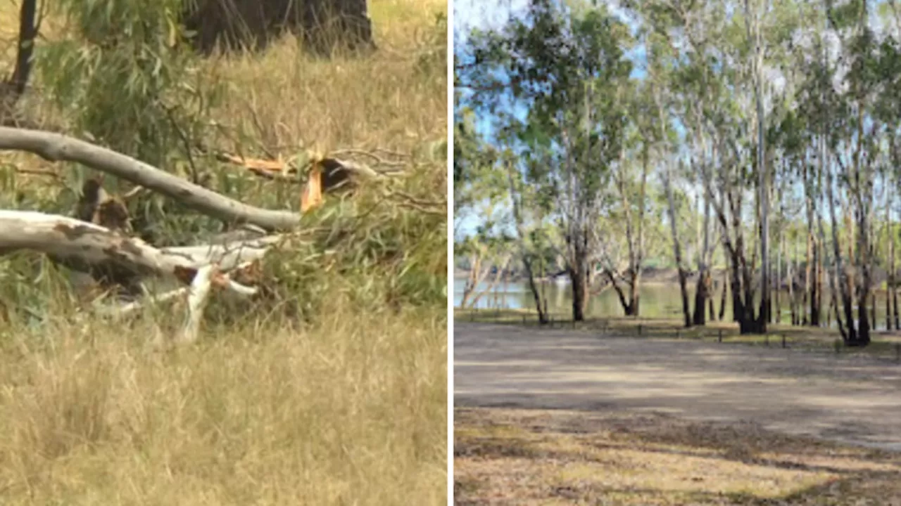 Tragic Incident Claims Life After Tree Branch Falls on Family Car in Victoria