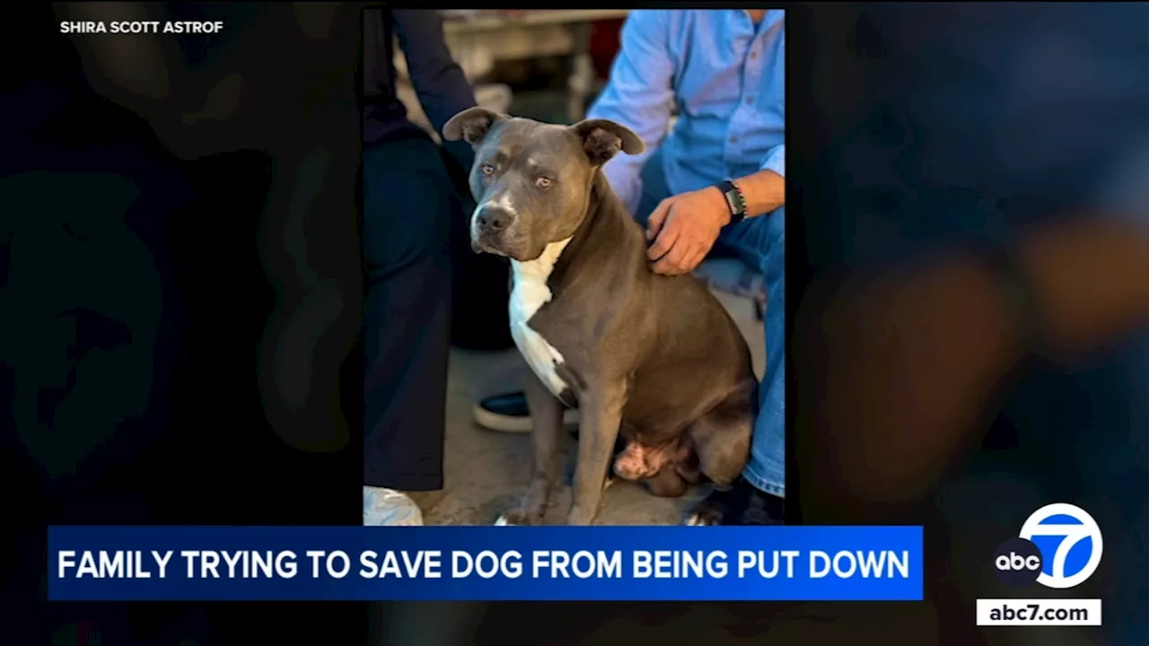 Burbank family trying to save dog that bit neighbor from being euthanized