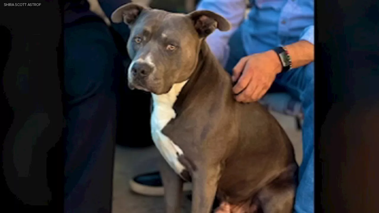 California family trying to save dog that bit neighbor from being euthanized