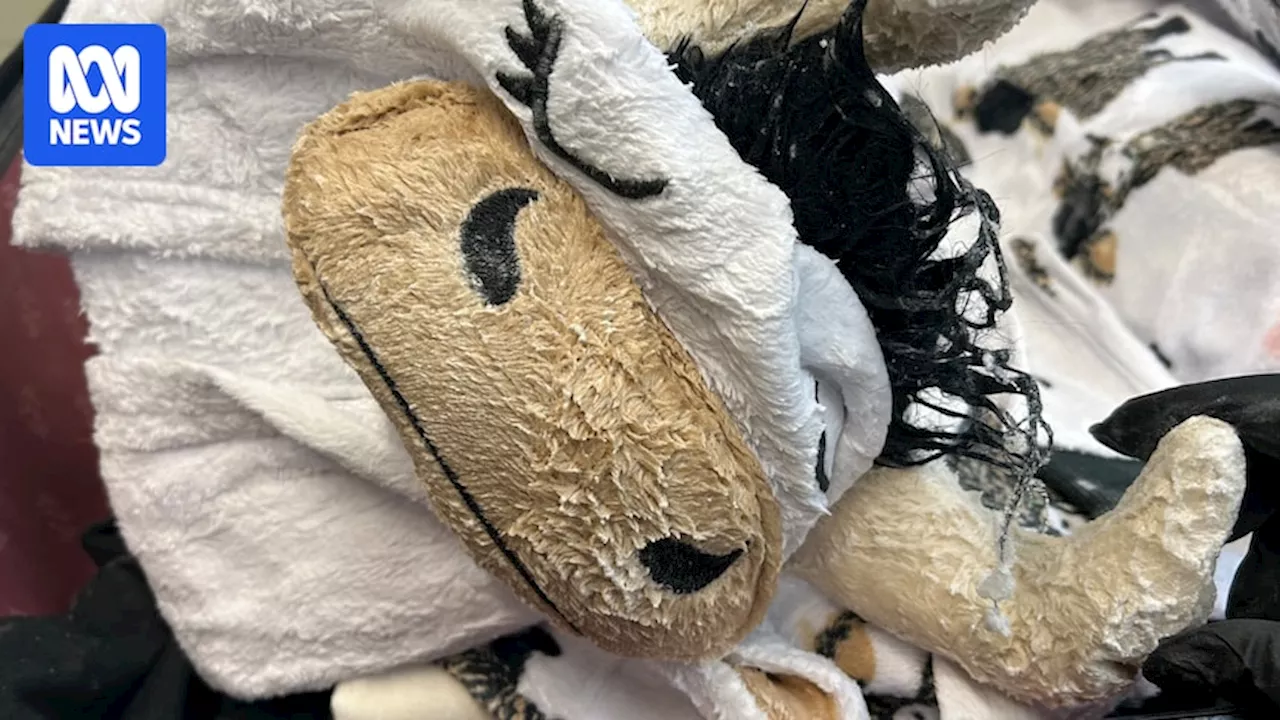 Alleged Californian smuggler tried to sneak meth-soaked cow onesie onto plane bound for Sydney