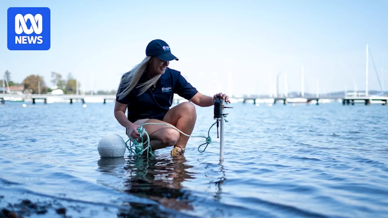 Human Noise Pollution Found to Devastate Marine Life in Australian Estuaries