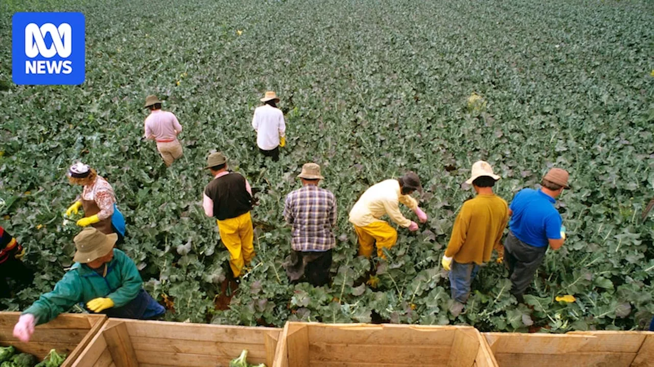 Temporary migrant workers in Australia facing 'disturbing' patterns of exploitation from some employers, UN official says