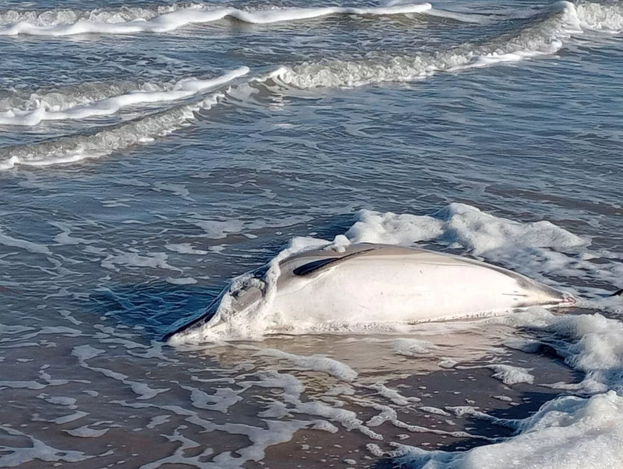 Capture Accidentelle de Dauphins : Une Baisse Spectaculaire en Gascogne