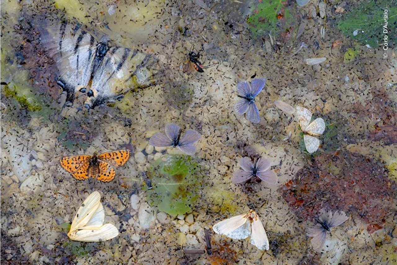 La natura in 25 scatti, in gara anche un italiano