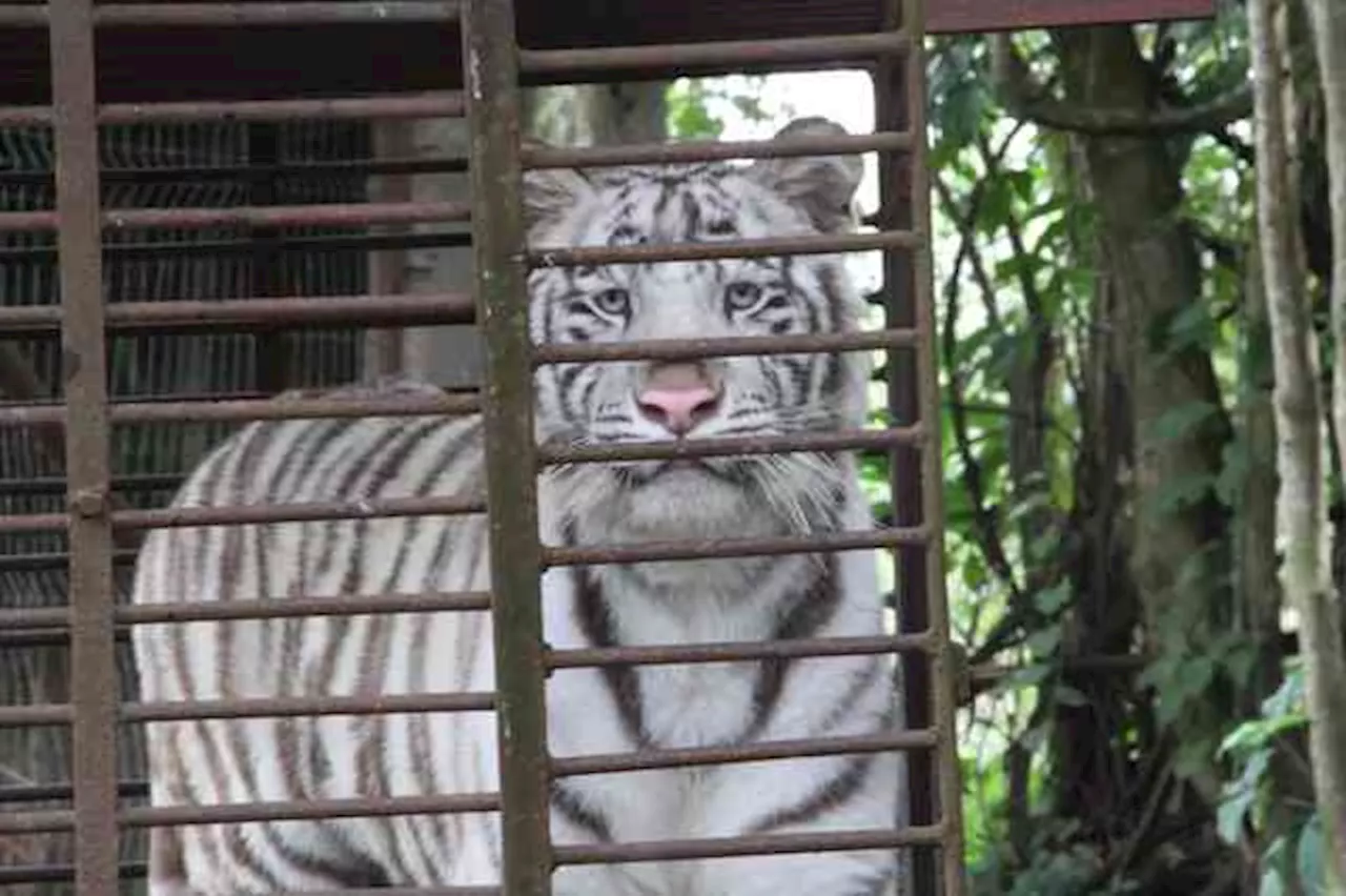 Al norte de Veracruz, UMA maltrata animales y los vende ilegalmente