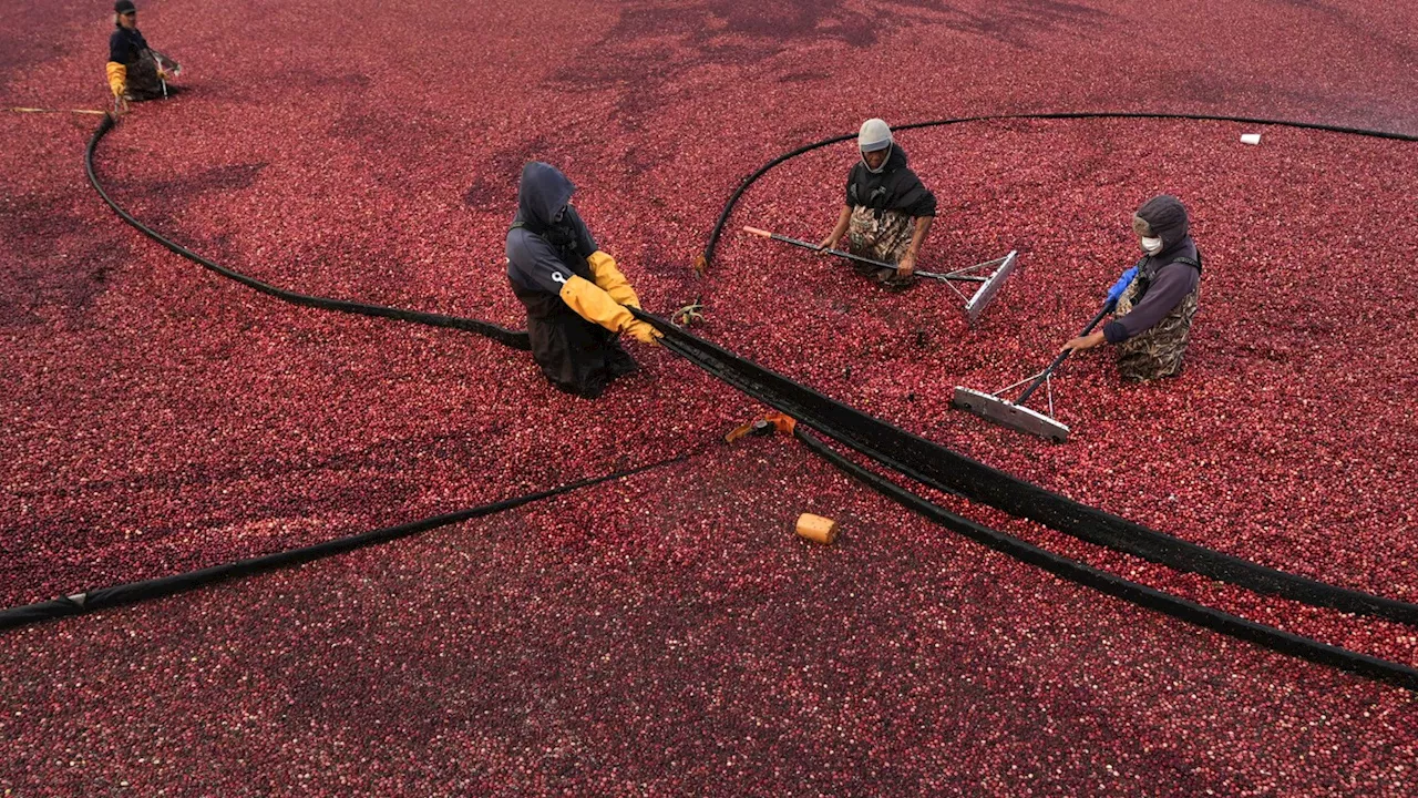 Workers Adjust Floating Booms During Cranberry Wet Harvest