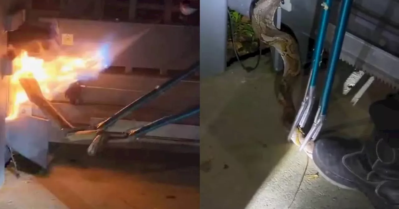 Acres Condemns Video of Python Burnt Alive