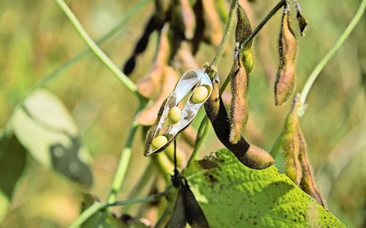 Hülsenfrüchte als Zukunftsträger für pflanzliche Proteine