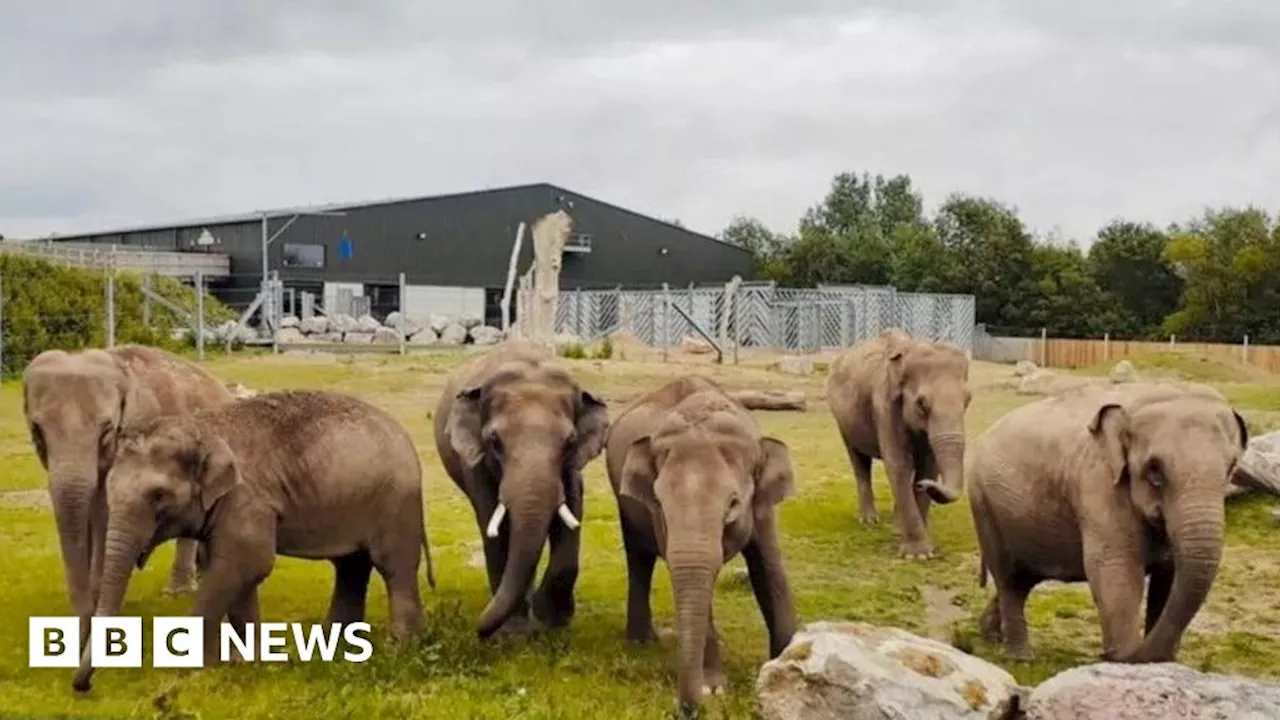 Blackpool Zoo announces death of two baby Asian elephants