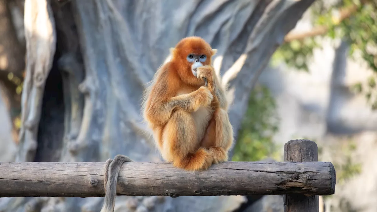 Le zoo de Beauval va se voir prêter trois singes dorés par la Chine en 2025