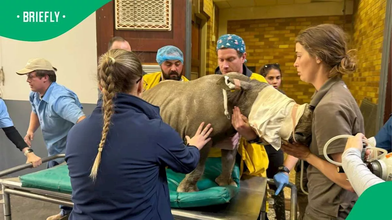 Rhino Rescue: Orphaned Calf Undergoes Life-Saving Surgery at UP Vet Hospital