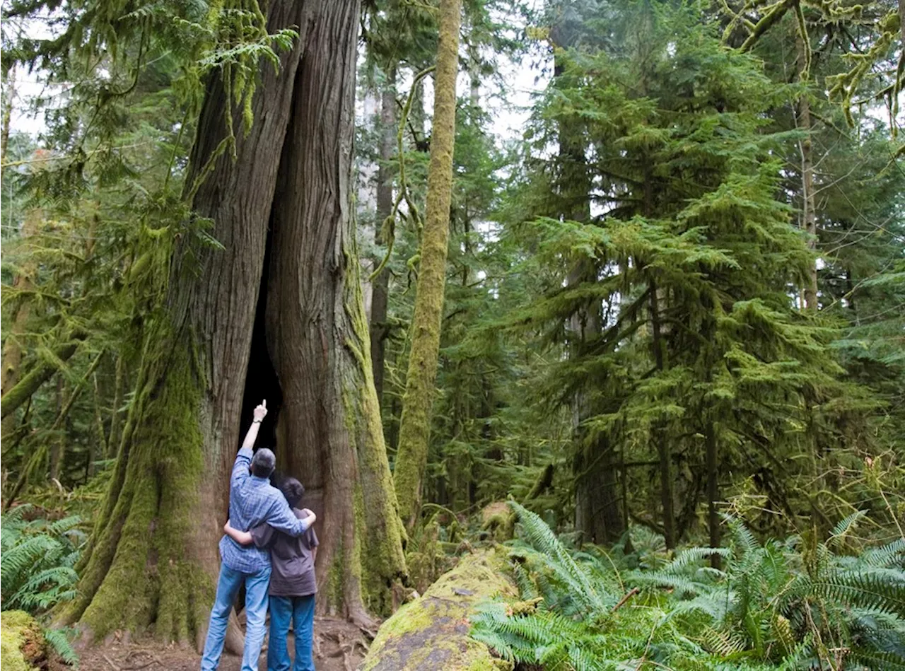 Coquitlam society offers B.C. landowners cash to save their trees