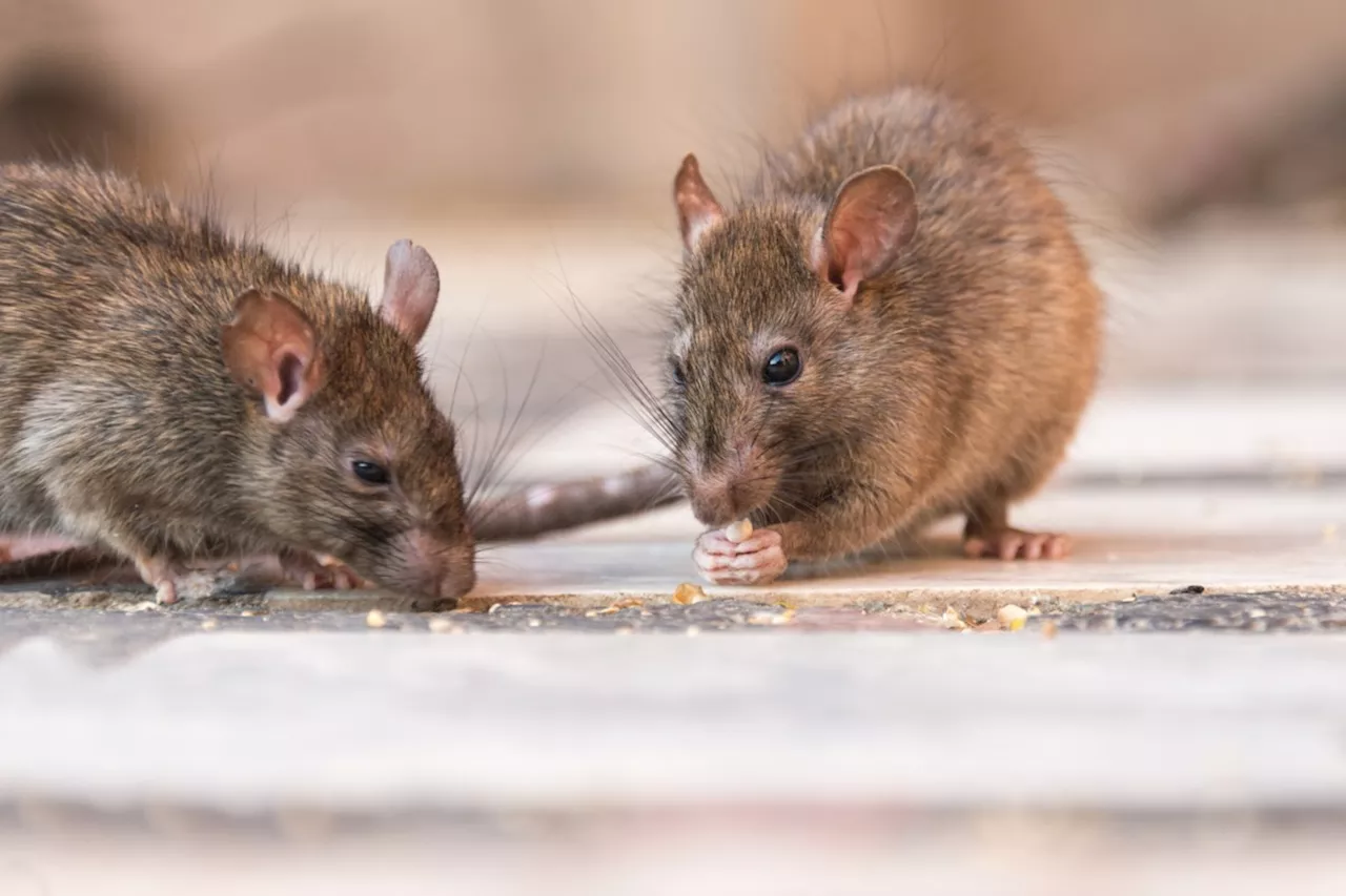 Woman Denied Hearing for Claiming Rights Violation Over Emotional Support Rats